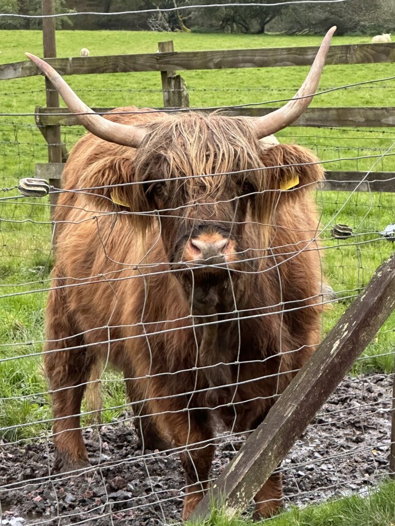 Highland cow in Scotland with big horns, and hair covering eyes standing at a fence